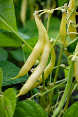 New harvest of organic yellow long wax beans