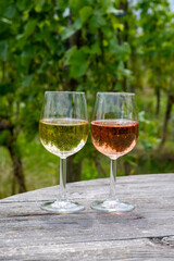Tasting of Dutch rose and dry white wine on vineyard in summer