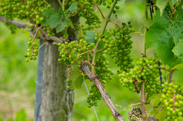 Summertime on Dutch vineyard, young green grapes hanging and ripening on grape plants
