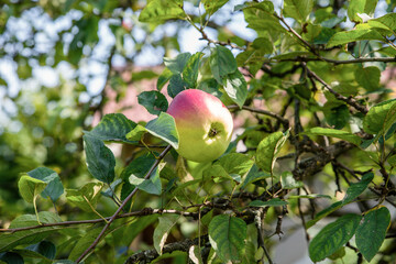 Ruddy apple on a tree branch.