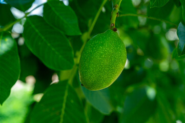 Walnut tree with big unripe nuts in green shell