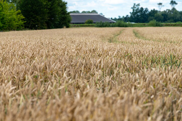 Dutch countryside landscape in summer with ripe wheat field Betuwe, Gelderland