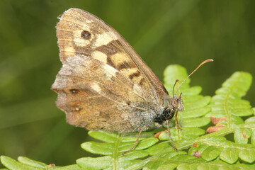 Obraz premium farfalla bruna (Pararge aegeria) su una felce