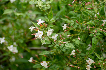 Botanical collection of medicinal and climbing plants, Jasminum officinale, jasmine used in aromatherapy and medicine