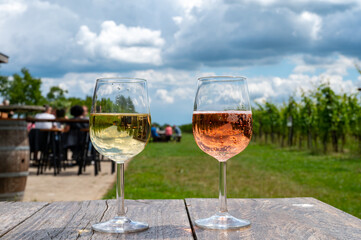 Tasting of Dutch rose and dry white wine on vineyard in summer