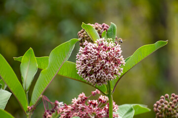 Botanical collection of insect friendly or decorative plants and flowers, Asclepias syriaca or milkweed, butterfly flower, silkweed, silky swallow-wort, Virginia silkweed plant