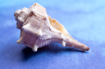 Summer vacation on sea concept with sea shells and blue background copy space