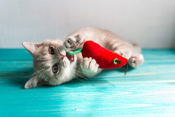 A small British Shorthair kitten of a peach beige cream color plays with a red toy mouse on blue wooden floor. Small white fangs are visible - Powered by Adobe