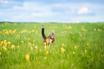 agile beautiful striped cat runs quickly through the spring blooming to the meadow raising its tail and paws