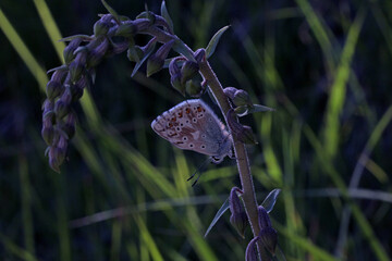 luce notturna per una farfallina (Polyommatus thersites) su uno stelo di orchidea © gabriffaldi