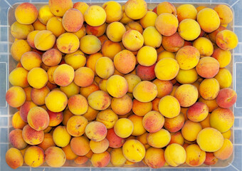 Freshly assembled ripe red-yellow apricots in the package in the garden closeup. Full frame background.