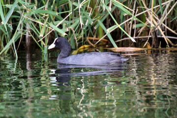 Aufnahme eines Blässhuhn im Teich. Blässhühner gehören zu den Teichrallen.