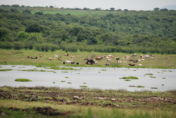 Fototapeta na wymiar herd of cows on the river