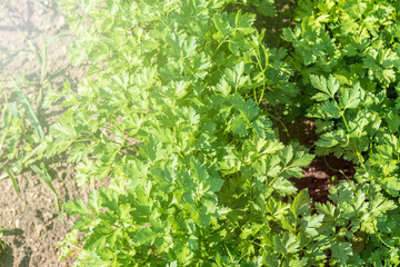 natural lighting of the frame. Garden. Parsley is grown. Without the use of chemicals. Environmentally friendly product.