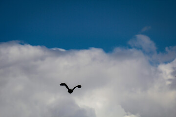 Aufnahme eines Kormorans über einem größeren See. Diesen Vögeln wird nachgesagt, dass sie zu viel Fisch fressen.