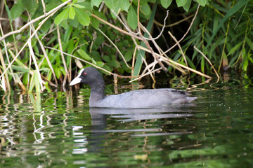 Aufnahme eines Blässhuhn im Teich. Blässhühner gehören zu den Teichrallen.