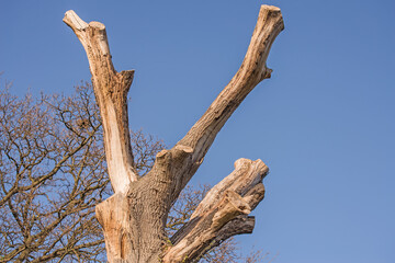 The highest branches of a tree which has been severely pruned for safety as it stands by a public footpath.