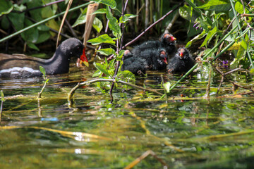 Aufnahme von Teichrallen im Schilfg&uuml;rtel mit Nachwuchs.