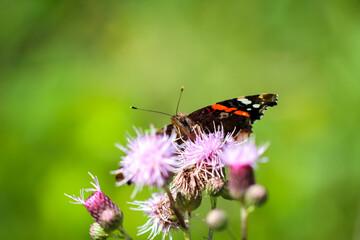 Portrait, eine nahaufnahme eines Admiral, Schmetterling auf einer Pflanze.