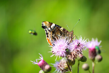 Portrait, eine nahaufnahme eines Admiral, Schmetterling auf einer Pflanze.