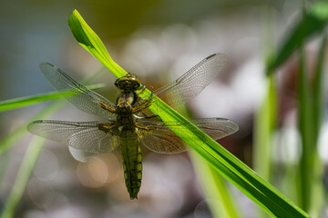 Close-up of Broad-bodied chaser dragonfly female (Libellula depressa) with large transparent wings and honey brown color body sitting on grass on blurred green garden pond background. Macro of insect.
