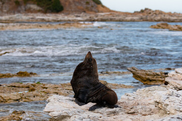 Fur seal on rocky  ocean shore, New Zealand