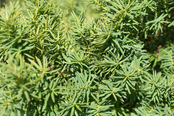 Bush texture background. Beautiful natural green color.