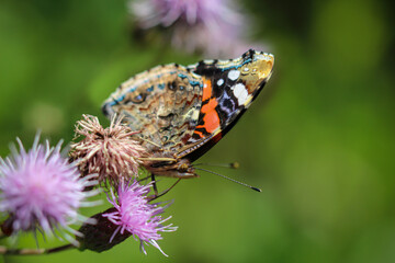 Portrait, eine nahaufnahme eines Admiral, Schmetterling auf einer Pflanze.