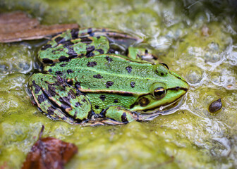 Portrait eines grünen Teichfrosch am Rand eines Gewässers.