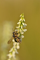 Wasp on a white flower and a green background. Macro