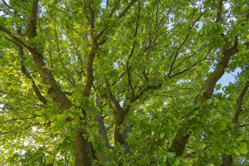Fototapeta premium Old big oak tree as a background.