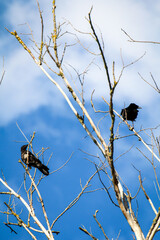 Krähen, Rabenvögel sitzen auf einem Toten Baum.