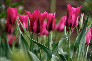 Fototapeta premium magenta tulips