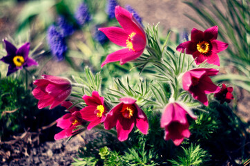  pasque flower