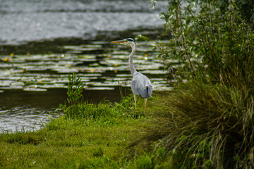 Heron Overlooking The River Camb, Ely