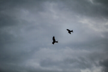 Portrait, Flugstudie eines Rotmilan am Himmel.