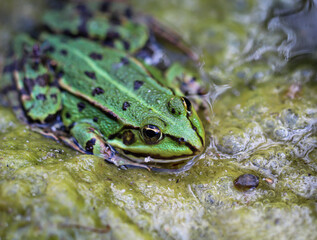 Portrait eines grünen Teichfrosch am Rand eines Gewässers.