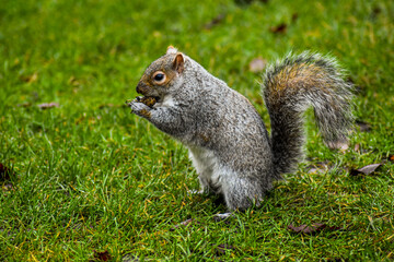 Squirrel Standing And Eating His Nut