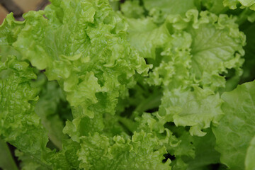 Healthy lettuce growing in the soil. Fresh green leaf lettuce plants grows in the greenhouse. Salad leaf background. Green lettuce bush top view