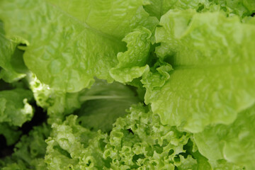 Healthy lettuce growing in the soil. Fresh green leaf lettuce plants grows in the greenhouse. Salad leaf background. Green lettuce bush top view