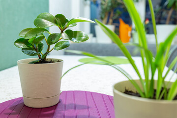 Houseplants in white pots on a kitchen table close-up. Plant care concept. Hobby. Home garden, home plants, home interior, design. Eco-friendly home. Gardening.