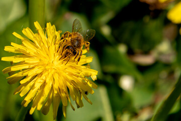 Pszczoły zbierające nektar © Roman Trojanowski