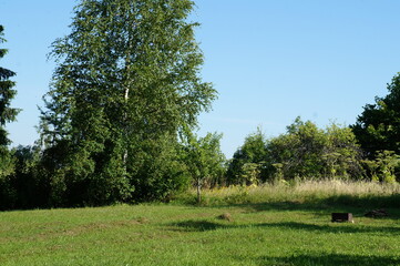 landscape with trees