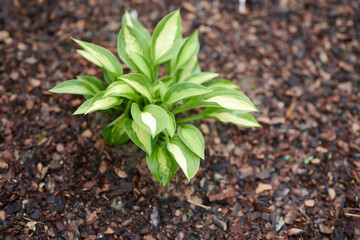 Hosta and flowering Euphorbia plants growing in a garden border with wood bark chippings