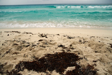 Tropical beach. Closeup view of sargassum seaweed in the shore white sand with the turquoise color ocean and sea waves in the background. 
