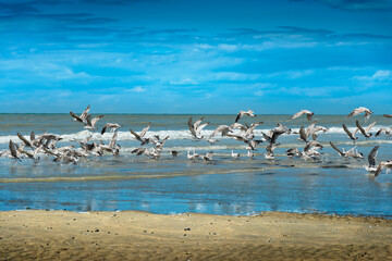 Möwen am Strand der Normandie