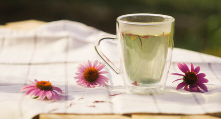 Fototapeta na wymiar Cup of tea with Echinacea petals banner. Herbal medicine. Natural ingredients. Relaxation therapy. Copy space