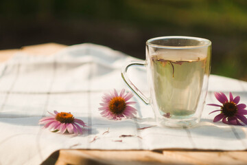 Cup of tea with Echinacea petals. Herbal medicine. Natural ingredients. Relaxation therapy 