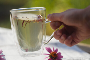 Hand pick up cup of herbal tea. Echinacea flower. 
