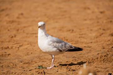 Seagull sitting on the rocks in Broadstairs, Kent
